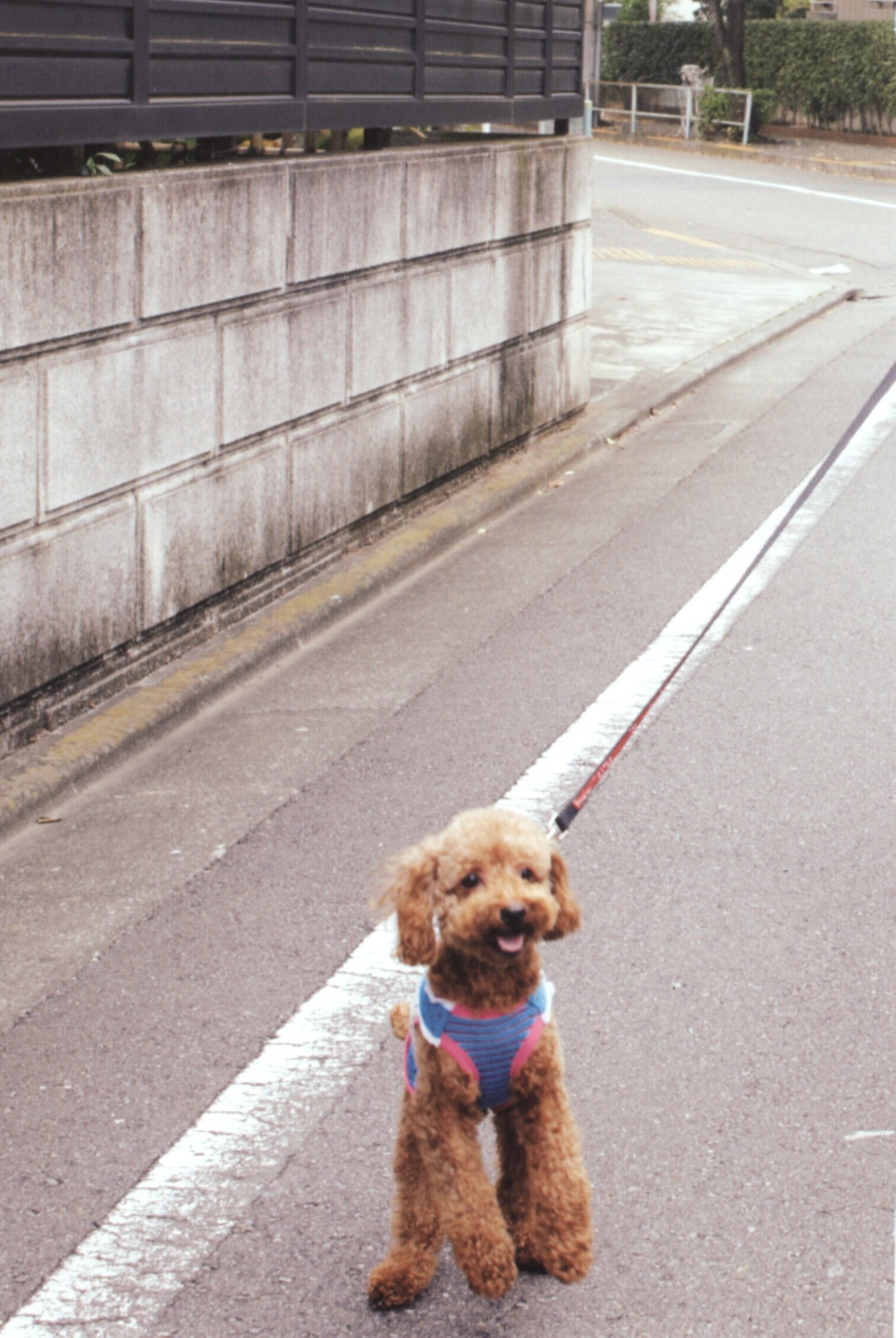 [唯美写真] 小嶋阳菜 Haruna Kojima《First Photobook》